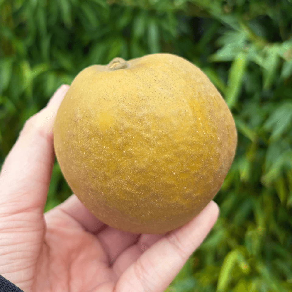 Apple - Patte de Loup - My Exotic Fruit - The UK's Leading