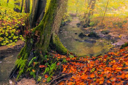 Autumn at Bybækken