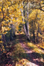 Birch