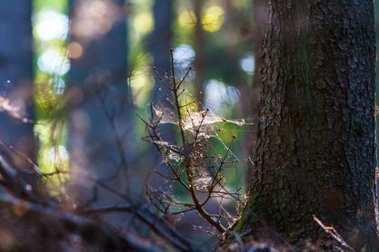 Cobweb