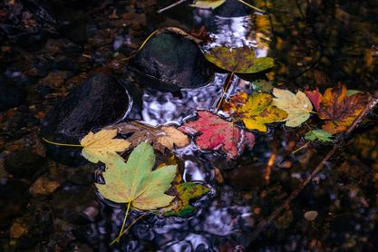 Decay