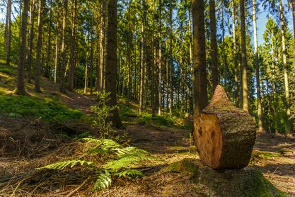 Forest Floor