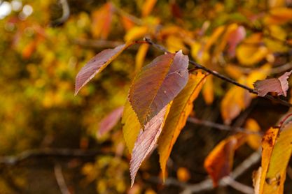Leaves