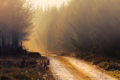 Morning Light