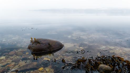 Quiet Fog
