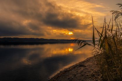 Reed
