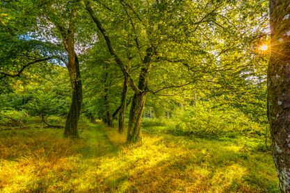 September Sun