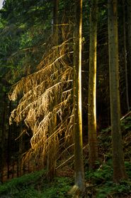 Spruce