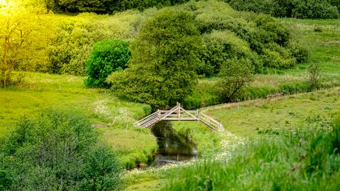 The Bridge