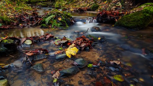 The Yellow Leaf