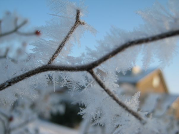 Schitterende foto, let op de ijskristallen