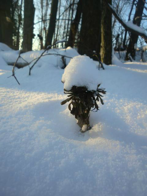 Winter in Canada