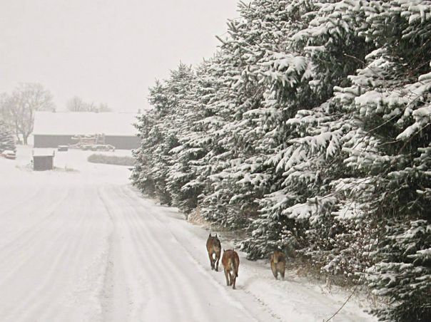Winter in Canada