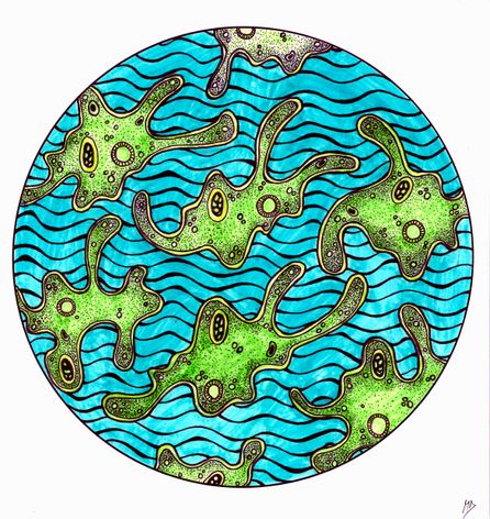 Amoebas JPG