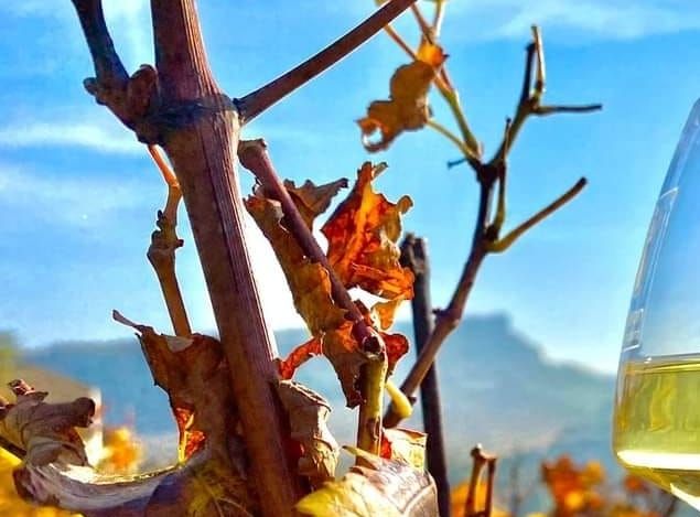 Moulin de Lène -vinene fordeles under to betegnelser: AOC Languedoc og IGP Côtes de Thongue.
For os består en velplejet vingård af en velvalgt og tilpasset vinplante, levende jord og målt menneskelig handling. Vi forsøger at give mening til vores arbejde.
De 19 druesorter er i økologisk omlægning siden 2020.
Druerne er håndplukket og sorteret for blade og kviste inden fermentering.