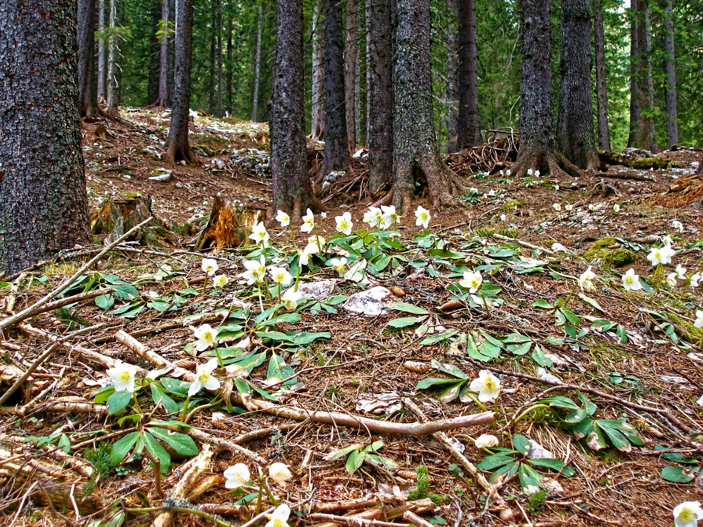 Helleborus niger