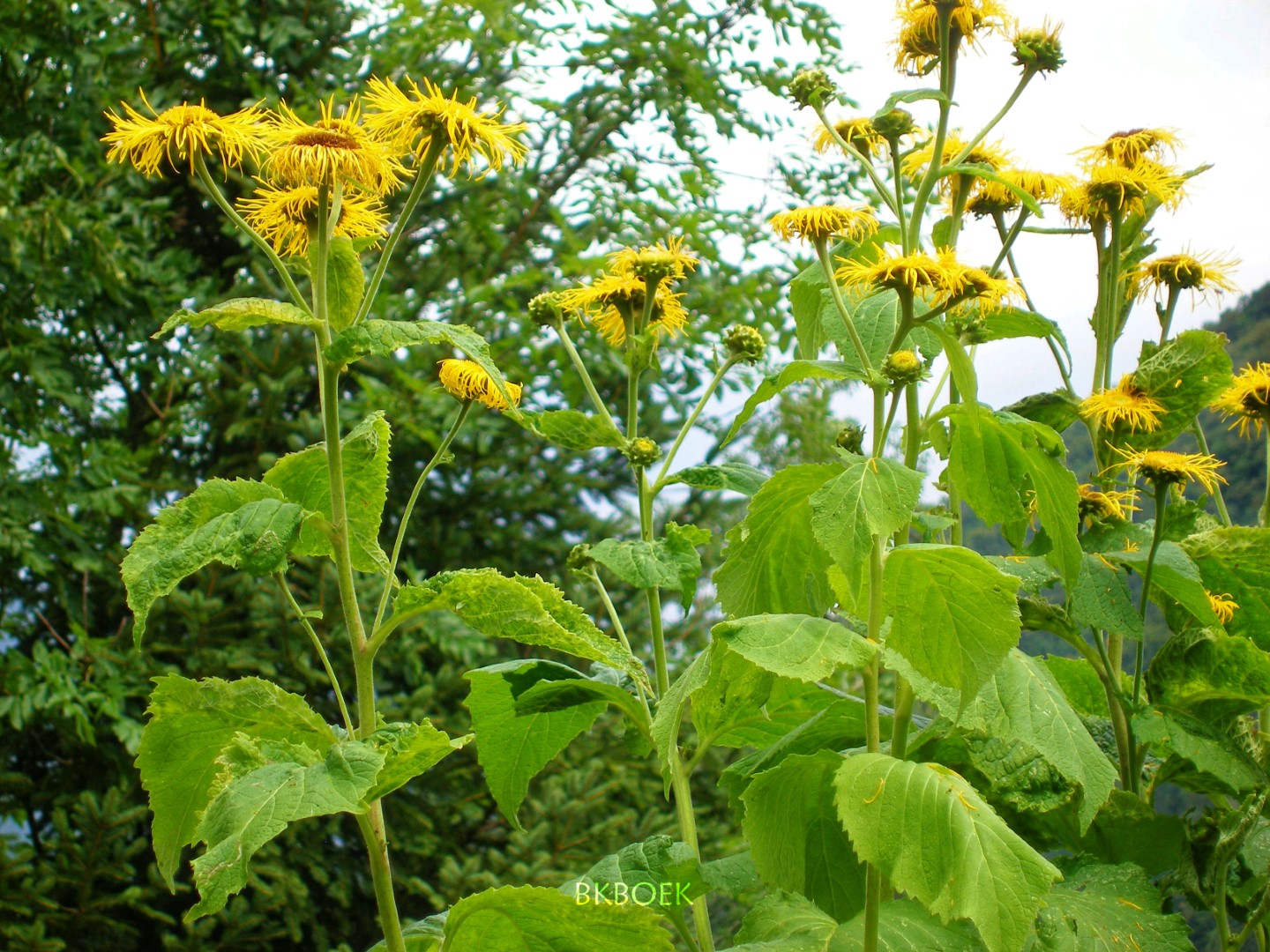 Telekia speciosa