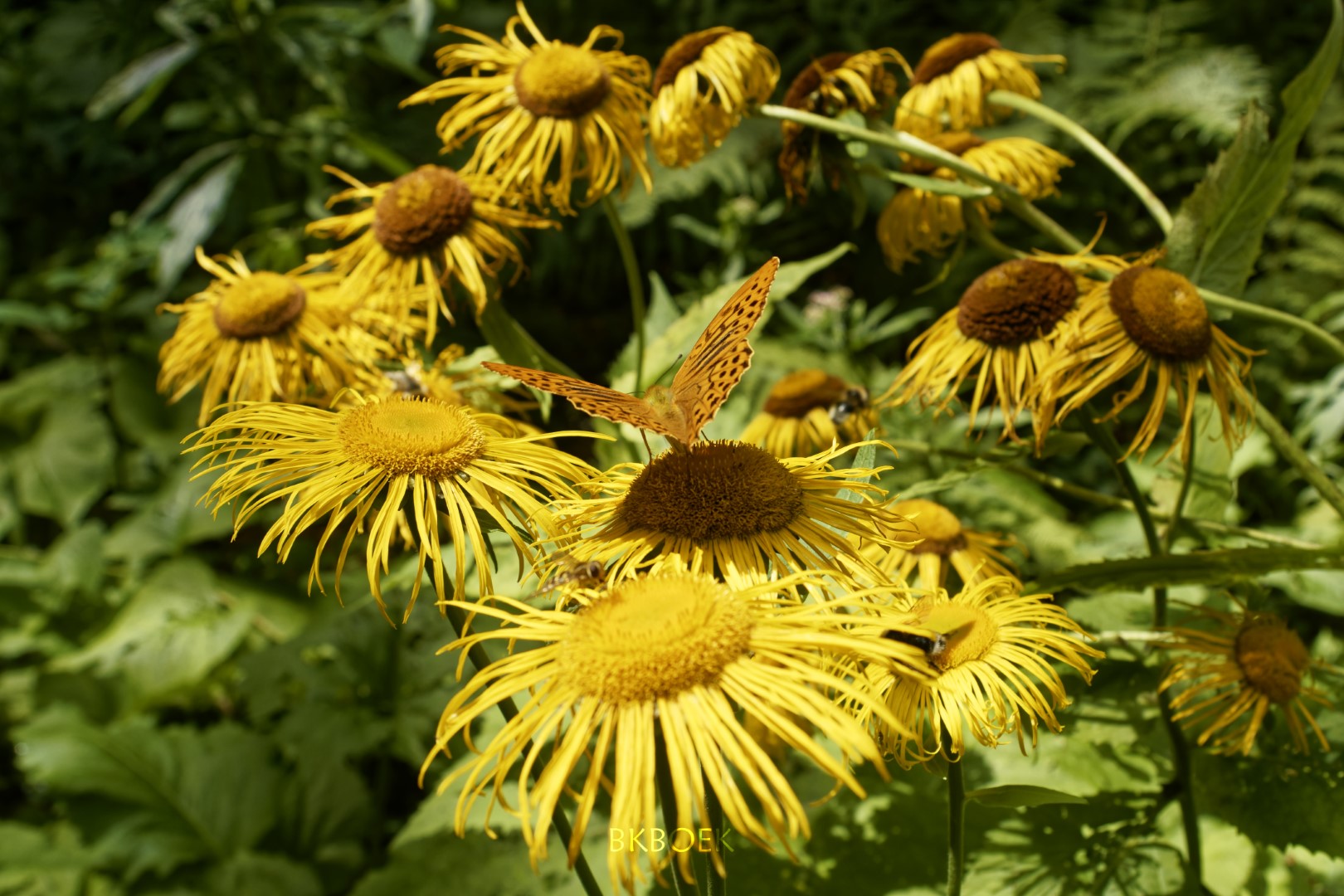 Ochsenauge - Yellow Oxeye