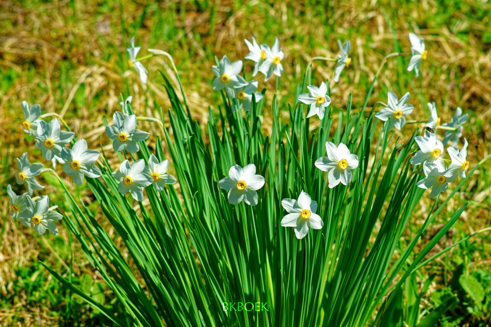 Narcissus poeticus subsp. radiiflorus