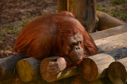 Dudley Zoo 2015 077