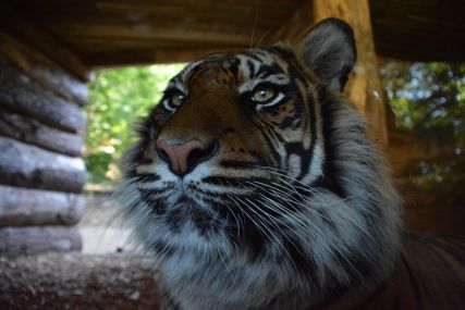 Dudley Zoo 2015 210