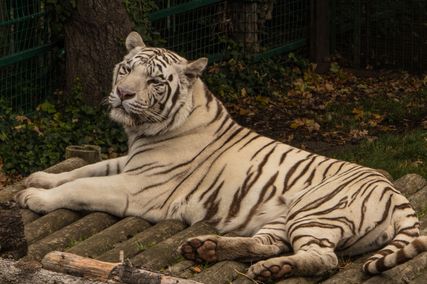 Paradise Wildlife Park 2017 014