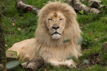 Paradise Wildlife Park 2017 136