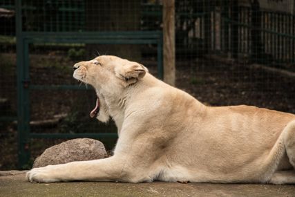 Paradise Wildlife Park 2017 144