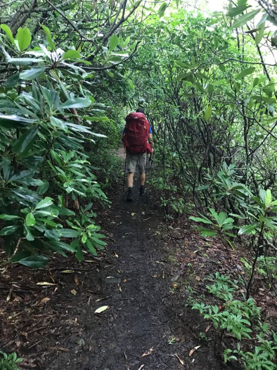 Looks and feels like Amazon rainforest