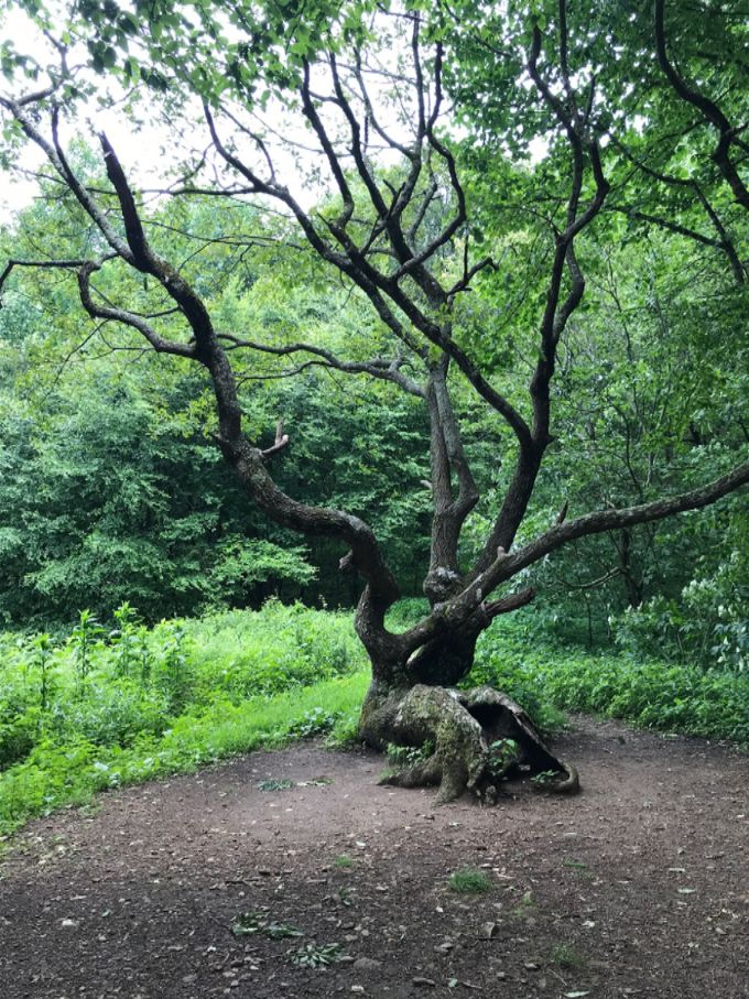 Apparently this is an often photographed tree on the trail in Georgia. Why, I don’t know but I followed suit to carry on the tradition👍