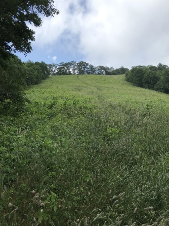 Did i just hear the Sound Of Music while walking by this field??