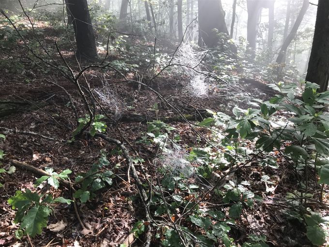 A colony of Charlottes Webs.