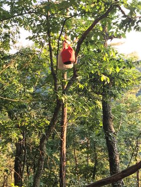 No Bear is going to get this food! MacGyver's food hanging skills was second to none!