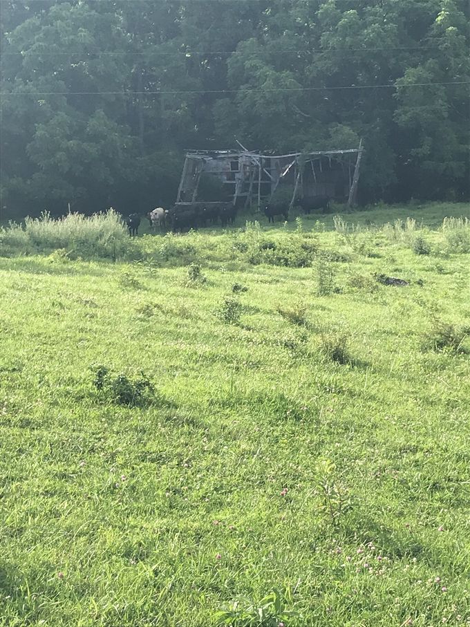 Speaking of meadows, we will walk thru many a pastures during this adventure...with many  cows to keep us company. Our many thanks to all the private farmers that own this land, allowing backpackers to walk thru their properties. Just have to be careful of all the cow pies!