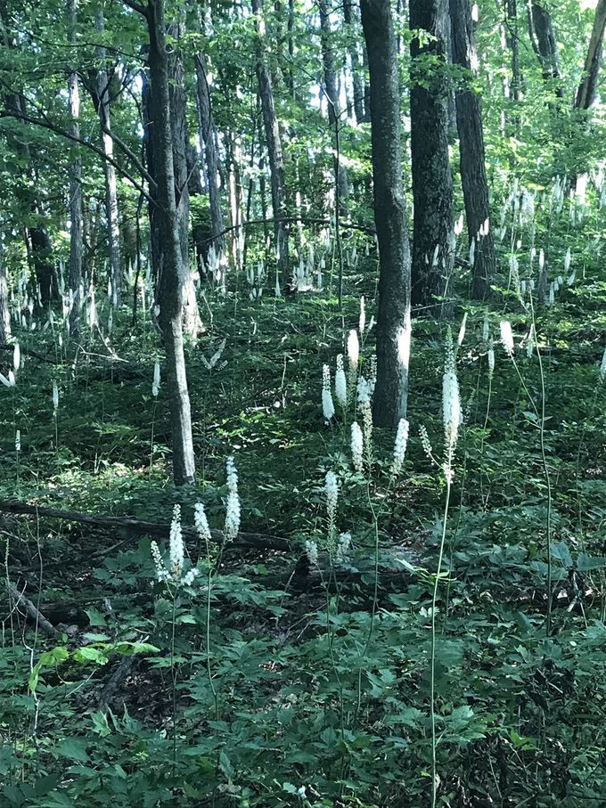 Almost looks like a natural menorah garden.
