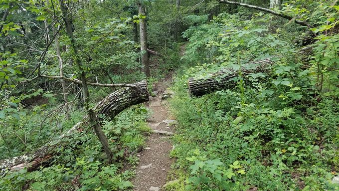 Amazing trail maintenance.