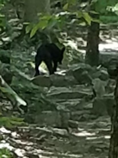 MacGyver saw a total of 3 bears......I saw 1 because I was always to slow.