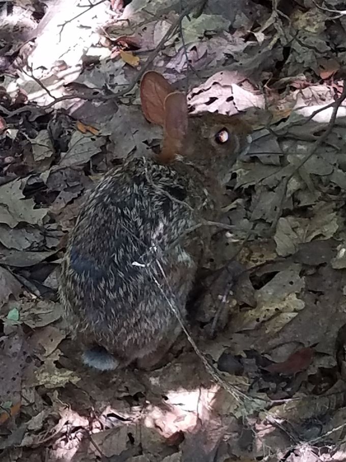 Bugs Bunny....looks possessed doesn't it.