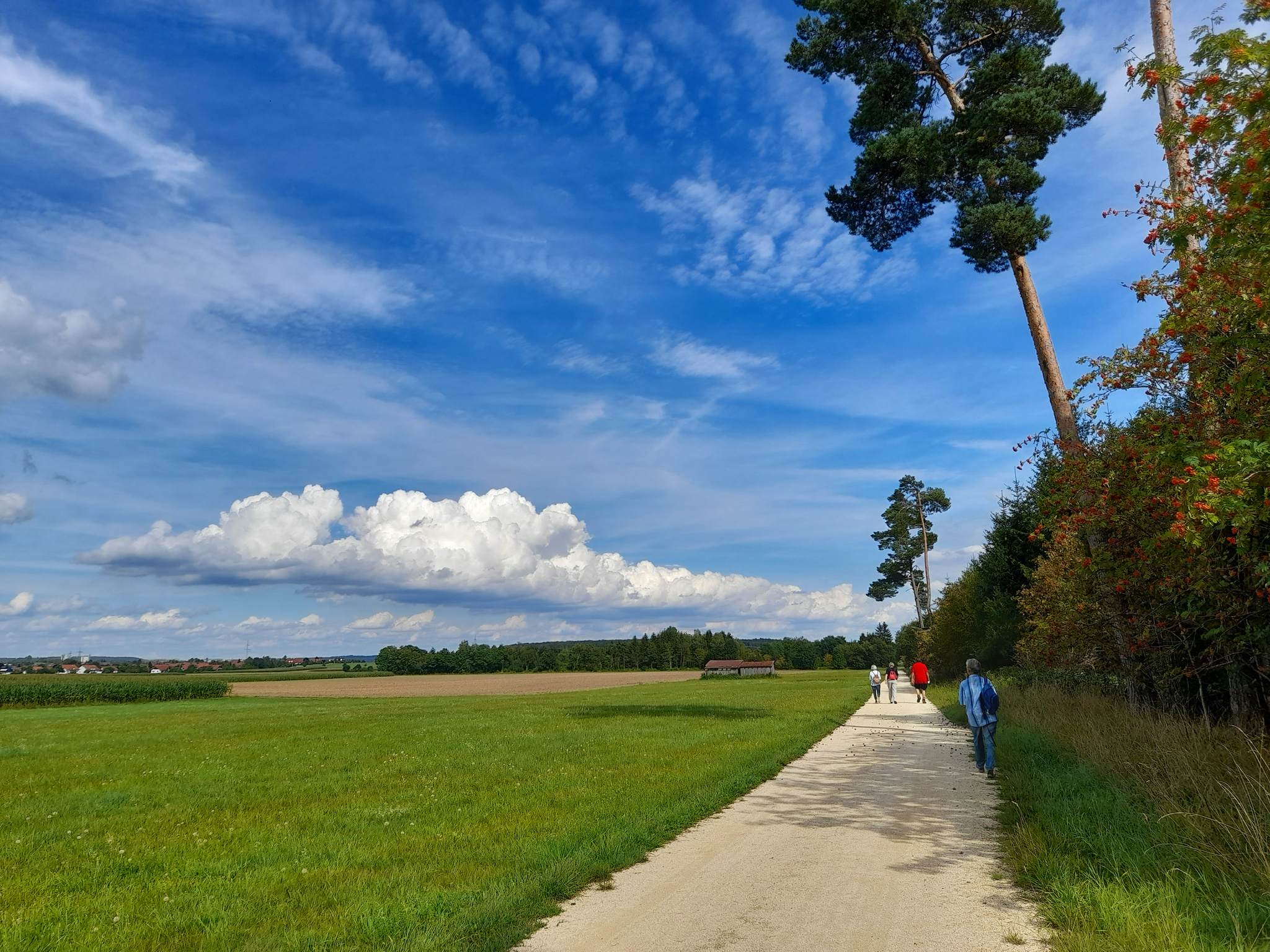 Waldrand ab 1