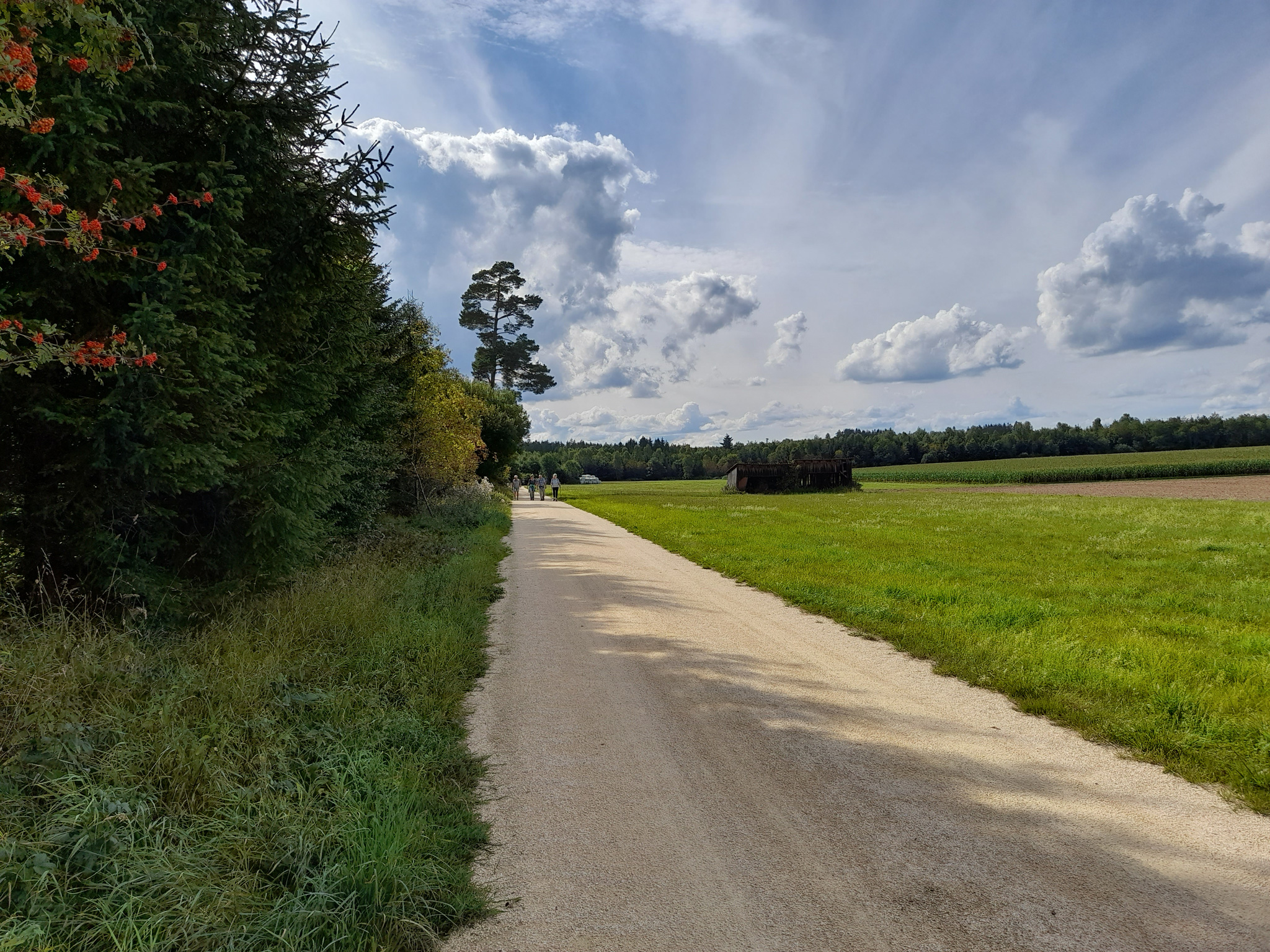 Waldrand ab 1