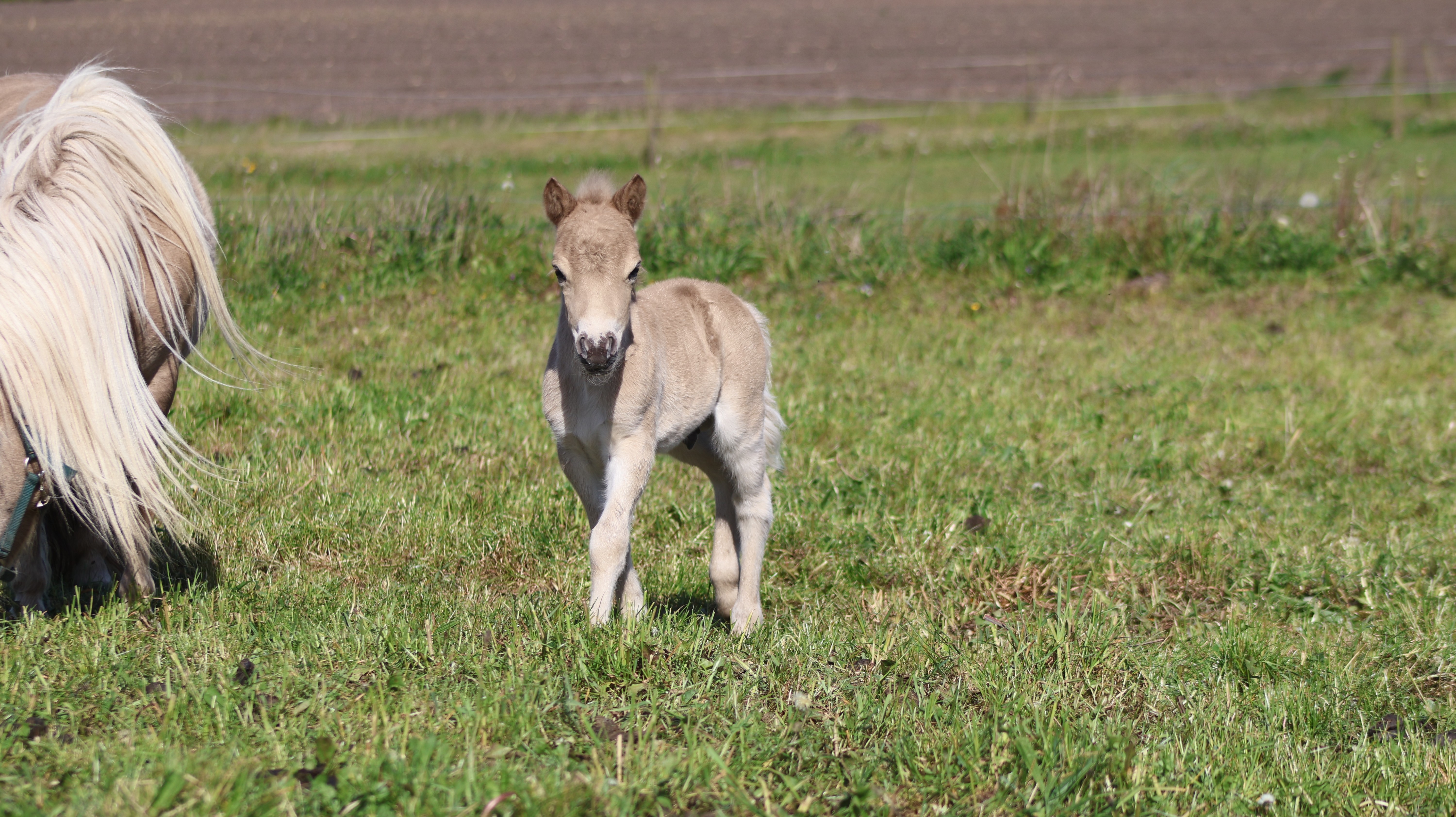 Joy føl 16 maj 2025 1