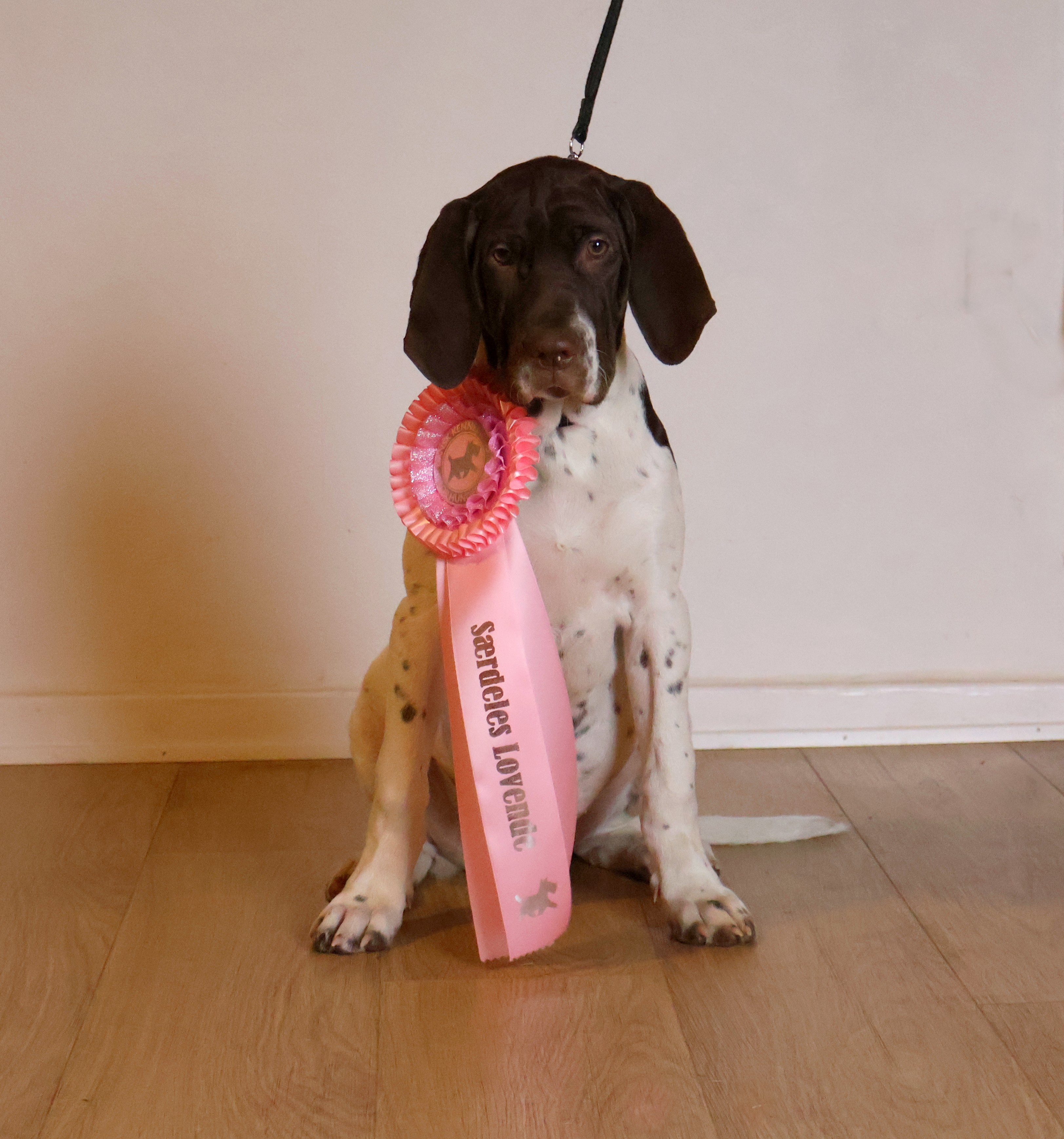 Lucca 11 febuar 2024