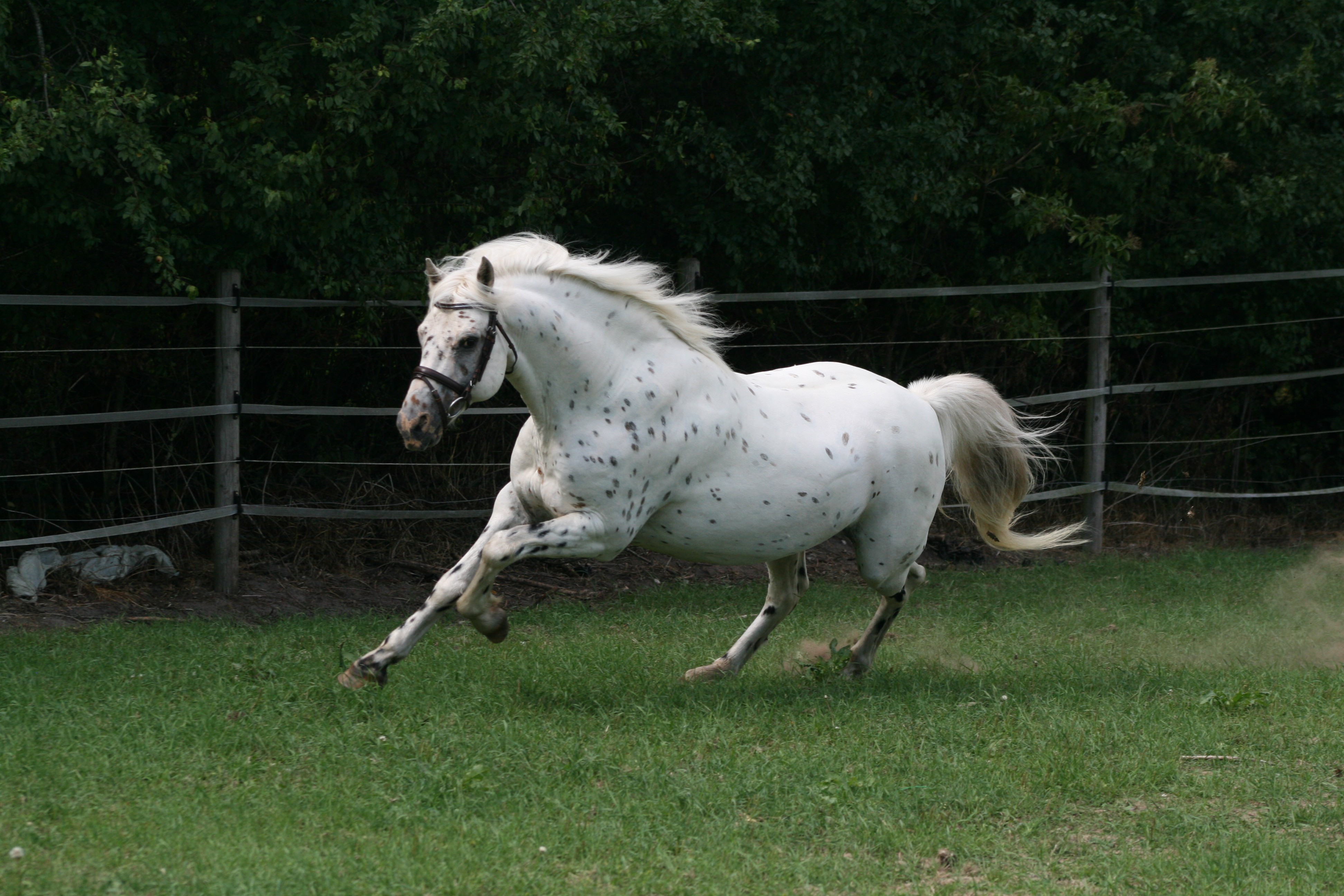 Odin 12 juli 2014 13