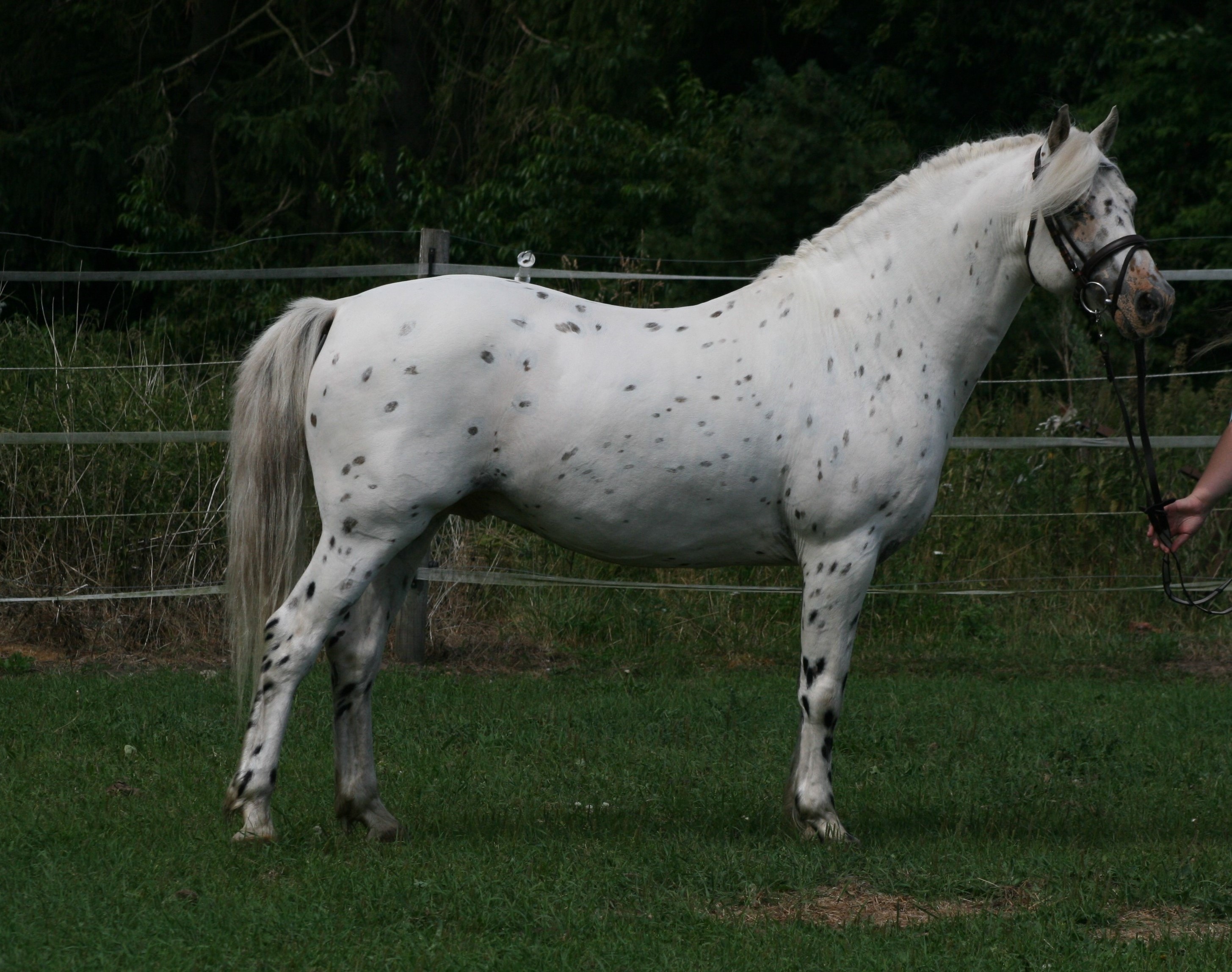 Odin 12 juli 2014 3