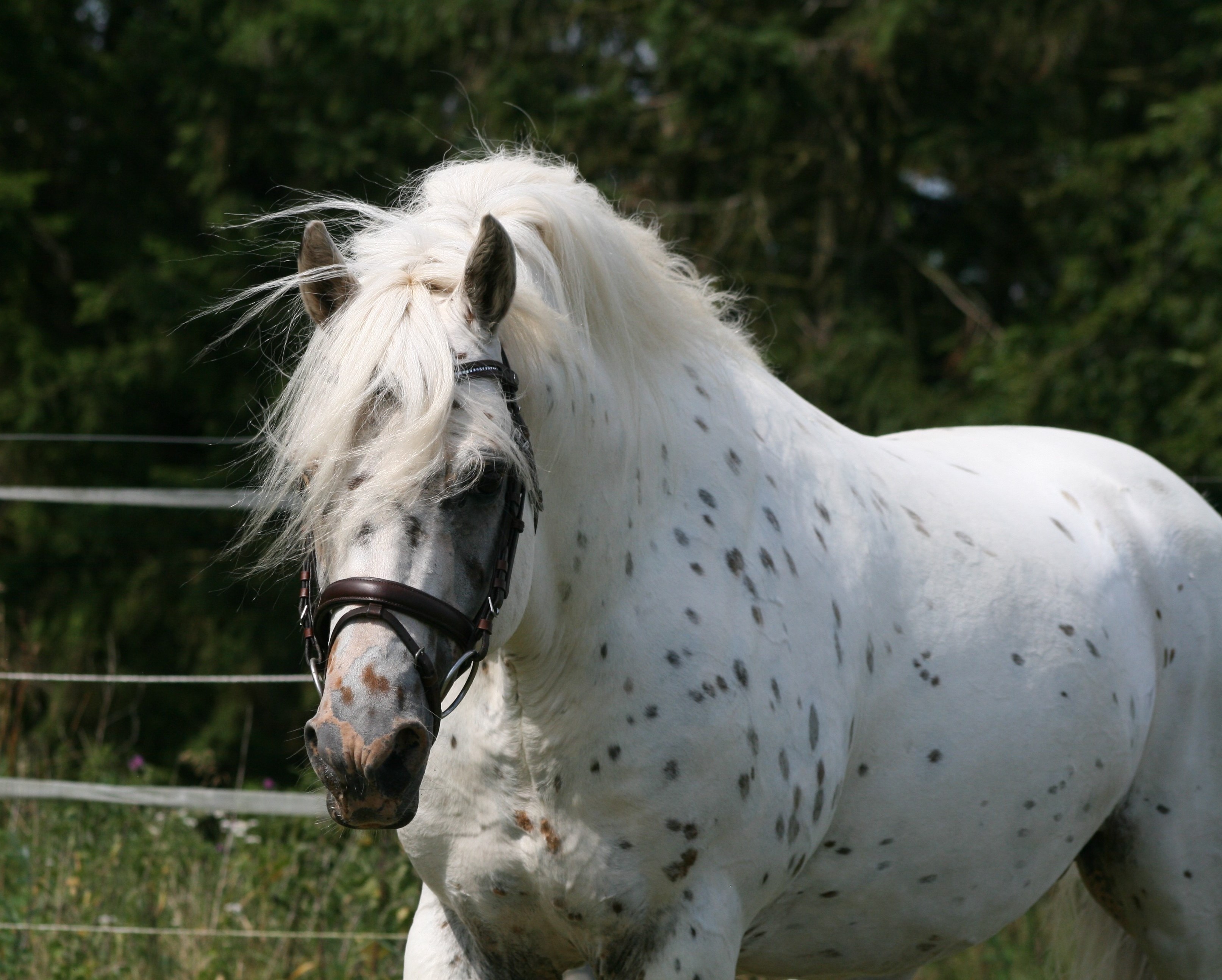Odin 12 juli 2014 39
