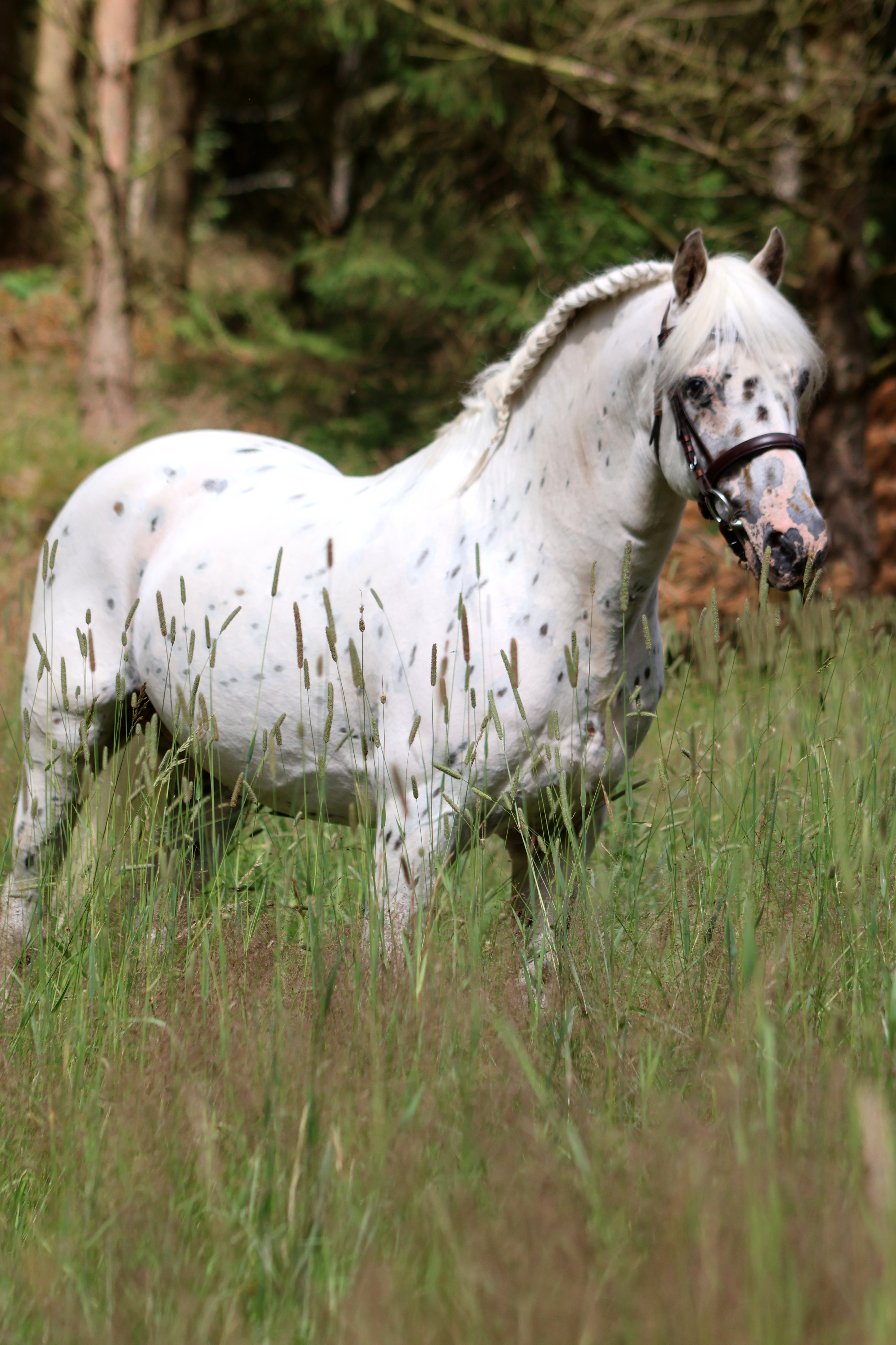 Odin 17 juli 2024 20