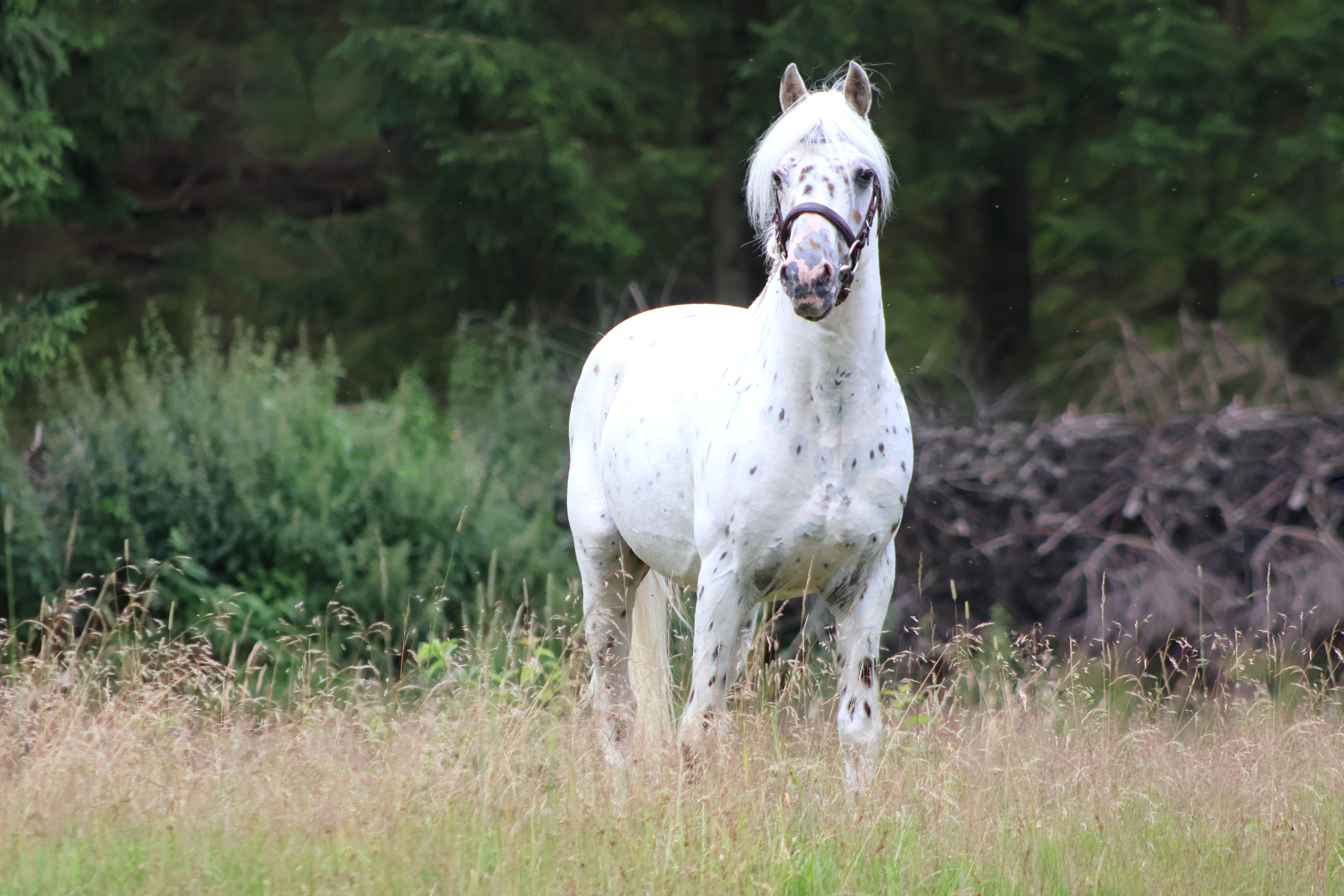 Odin 17 juli 2024 35