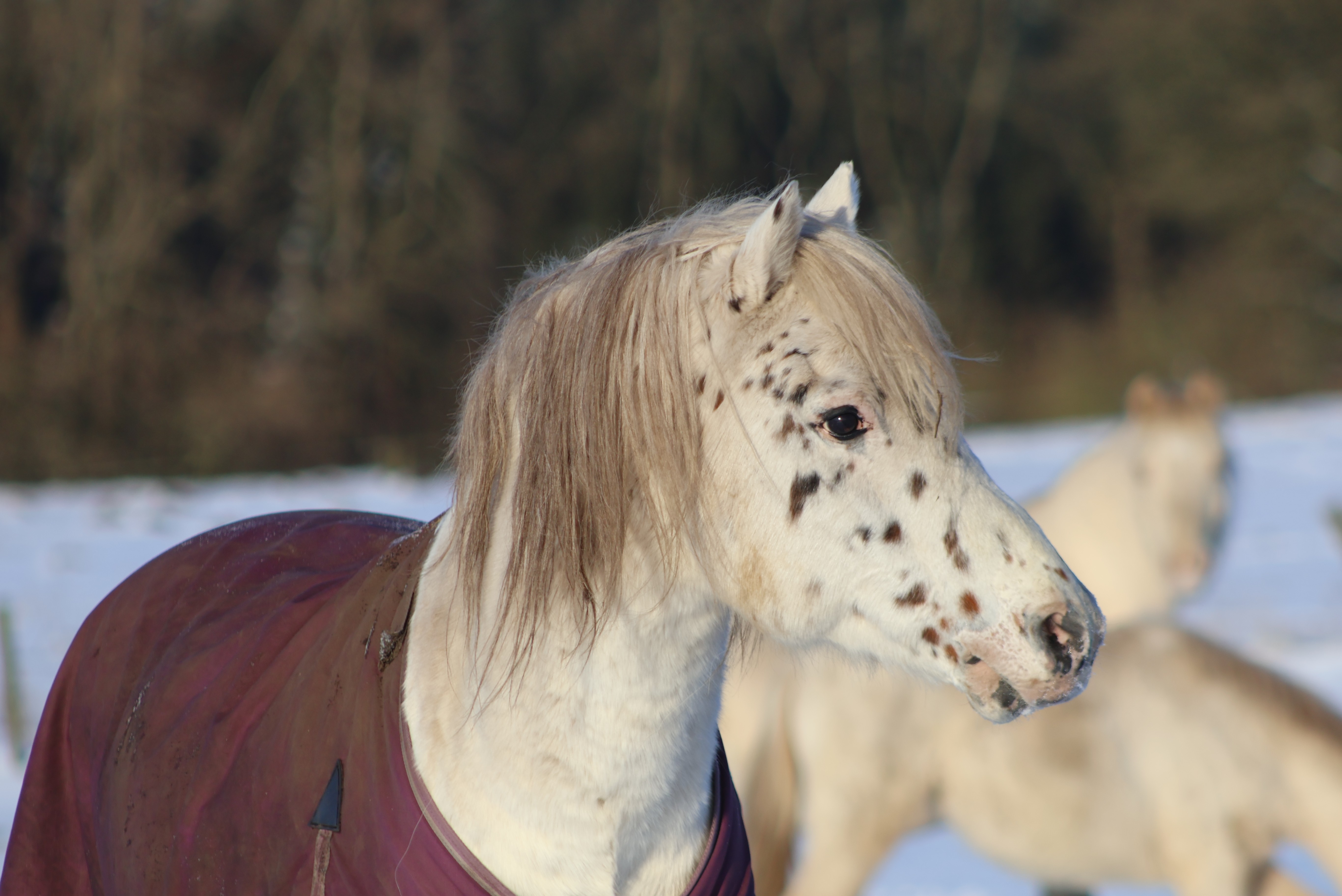 Odin 6 januar 2024 1