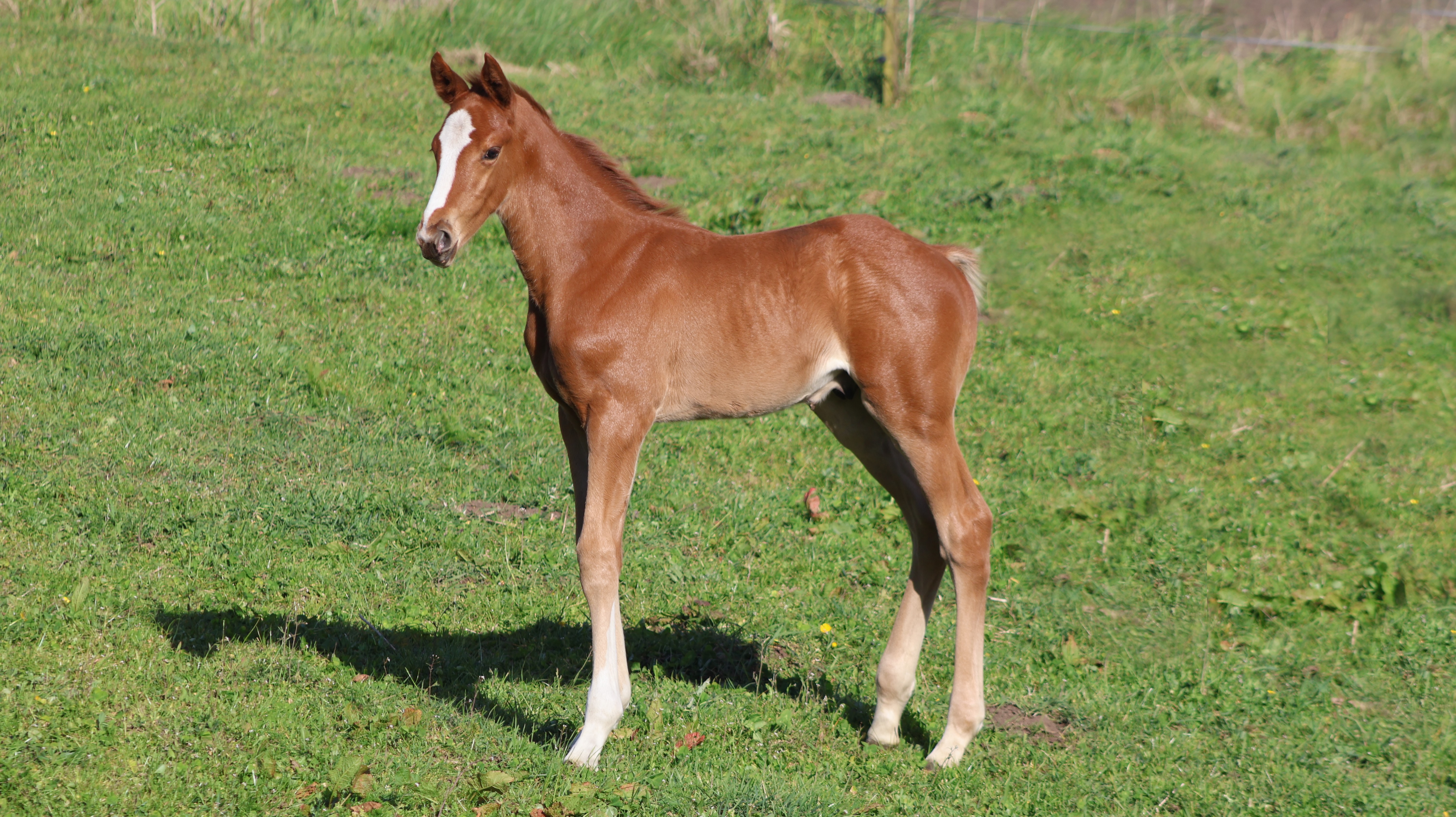 Red Perfektion 16 maj 2025 6