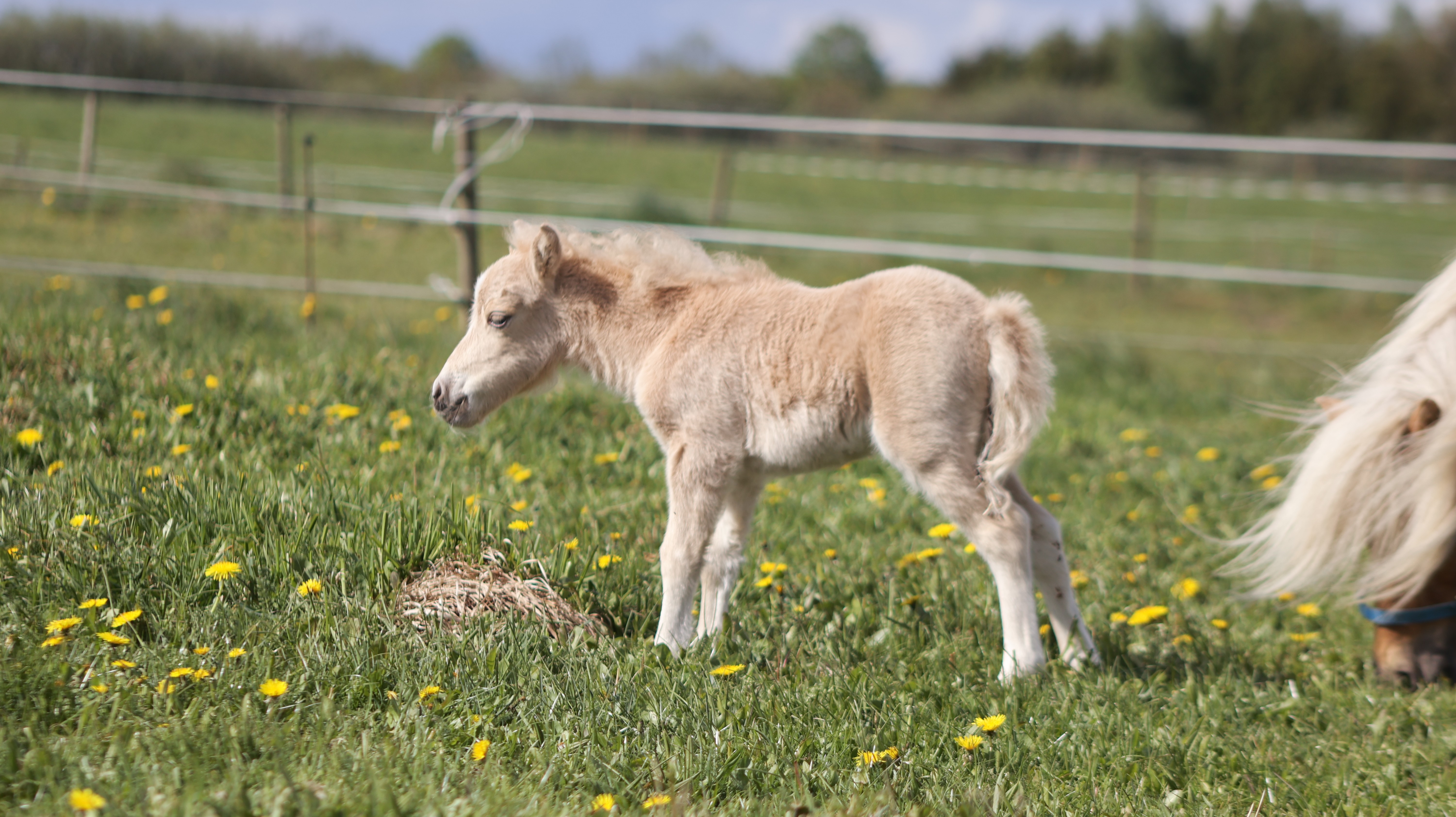 Silke føl 12 maj 2026 3